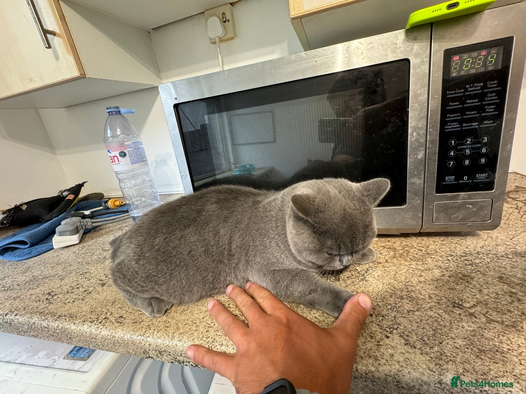British Shorthair cats for sale: British shorthair lilac and blue - Advert 22
