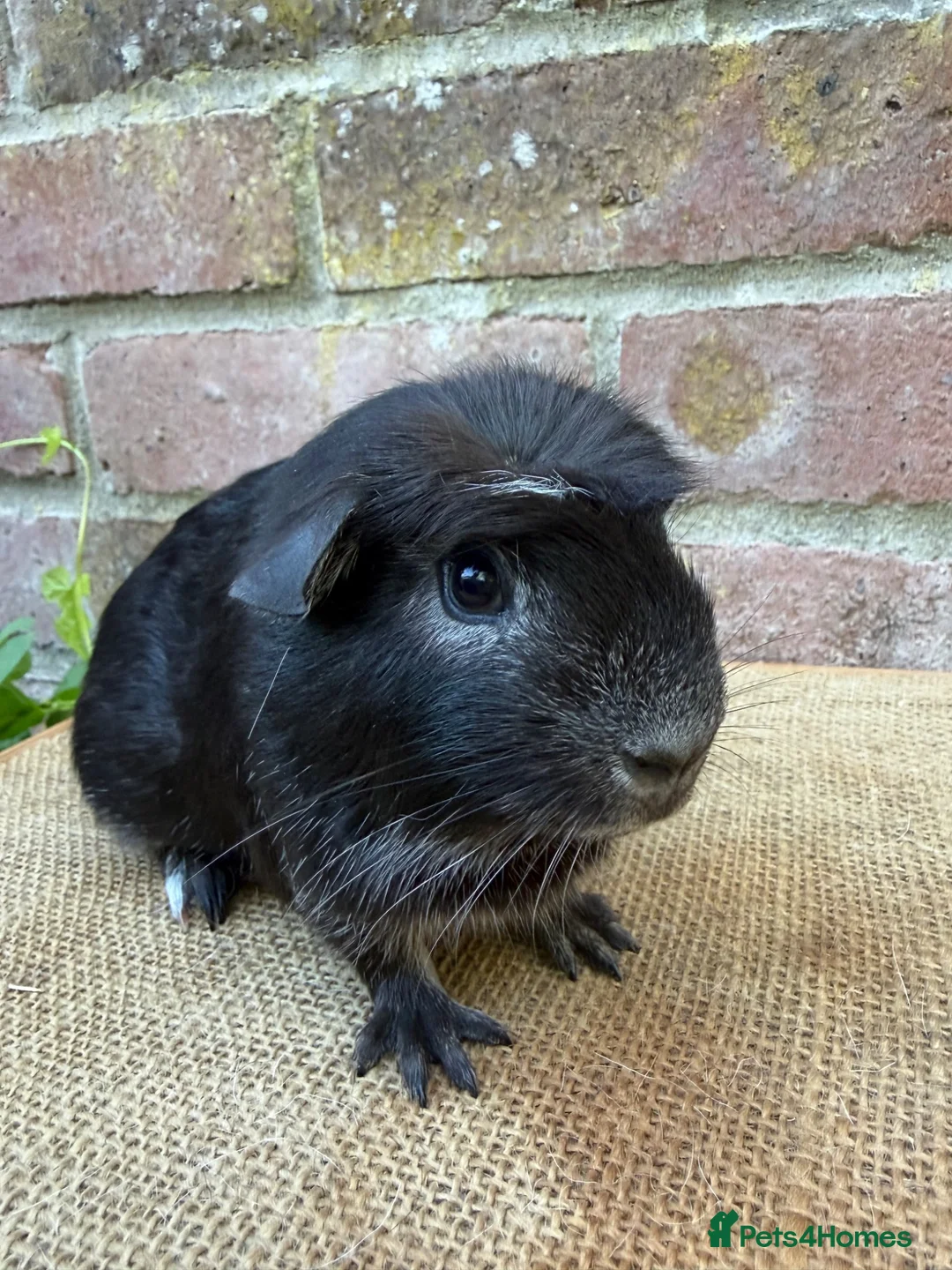 Guinea Pig rodents for sale: Handsome boars  - Advert 2