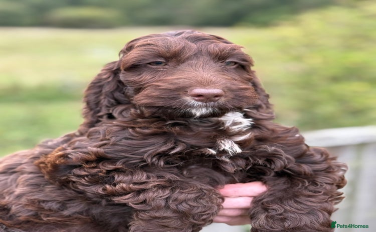 Cockapoo dogs - Advert 4