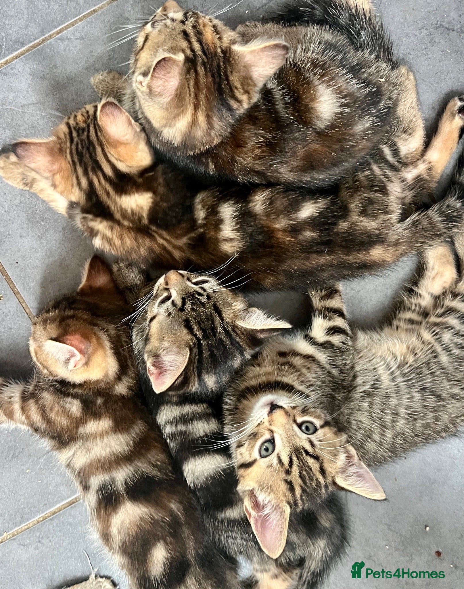 Bengal cats Bengal X Kittens With Famous Siblings!  - Advert 1