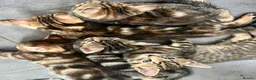 Bengal cats for sale: Bengal X Kittens With Famous Siblings!  - Advert 1