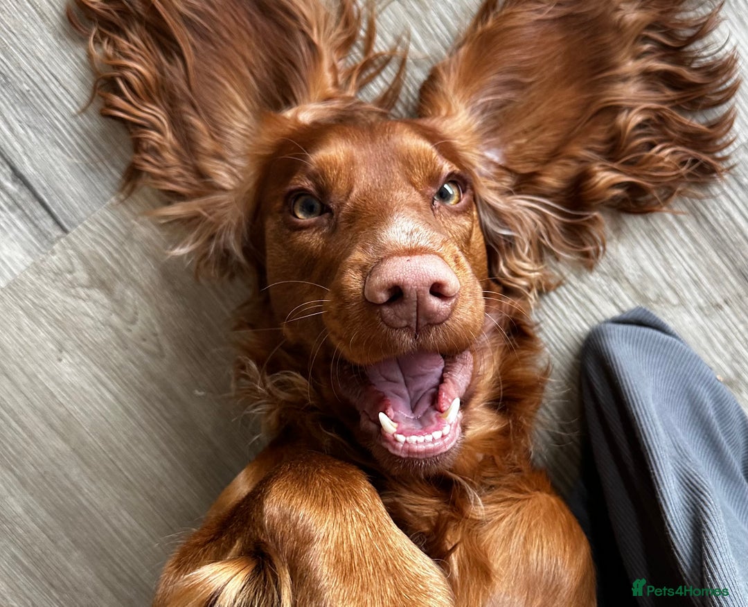 Cocker Spaniel dogs for stud: STUD - Working Cocker Spaniel - Image 8