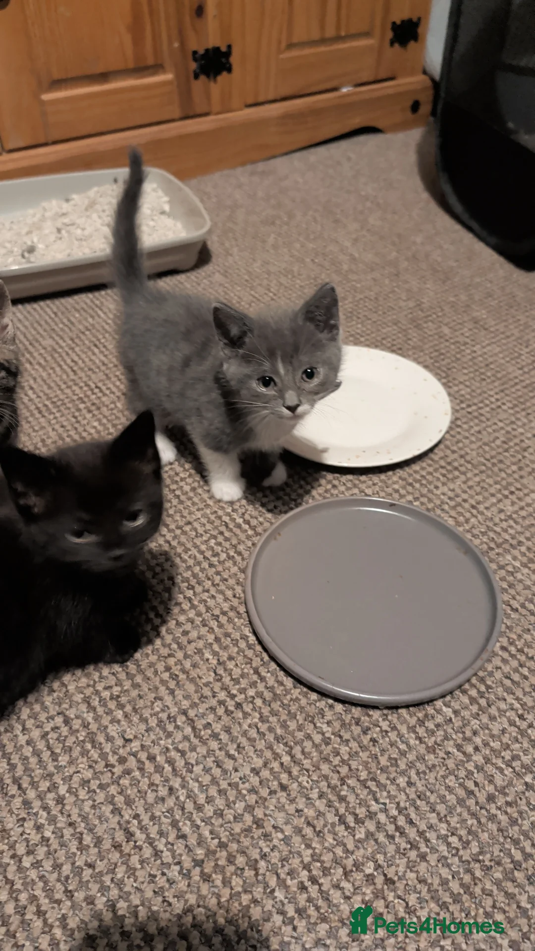 Mixed Breed cats for sale: Maine coon cross tabby 2 males left  - Advert 2