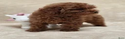 Toy Poodle dogs for sale:  Red Toy Poodle Puppies – Asian Teddy Bear Type in Motherwell - Advert 29