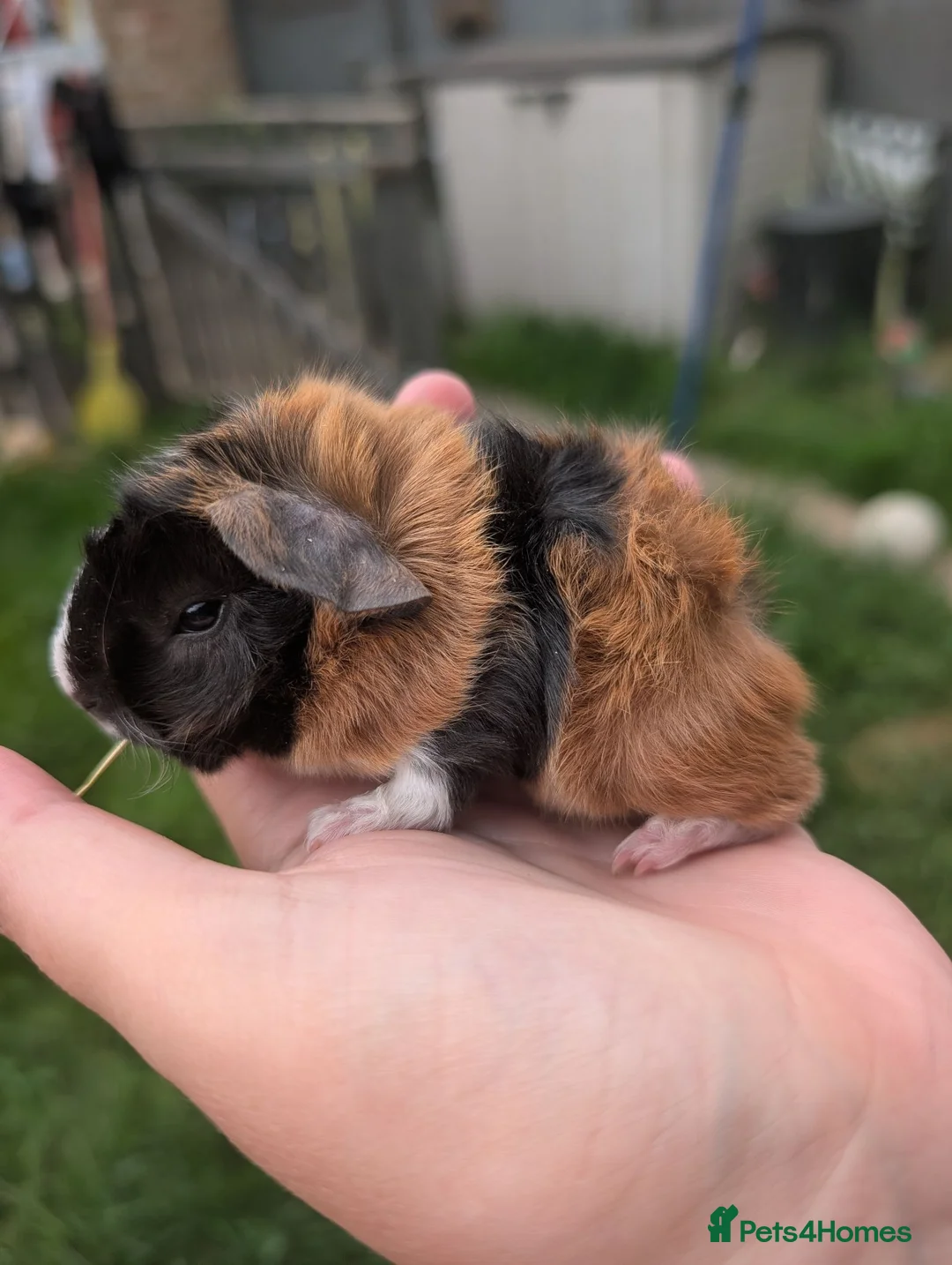 Guinea Pig rodents for sale: Funky & swiss breed guinea pig babies  - Advert 9
