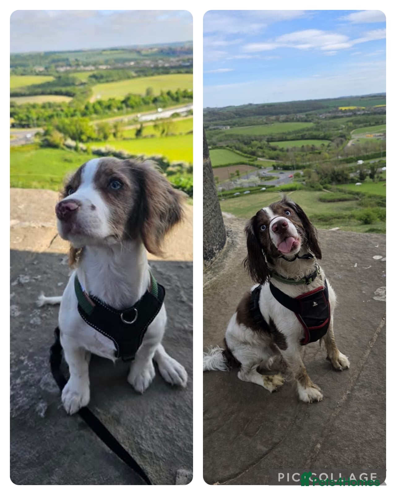 Cocker Spaniel dogs Cocker spaniel for stud  - Advert 3