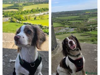 Cocker Spaniel dogs Cocker spaniel for stud - Advert 7