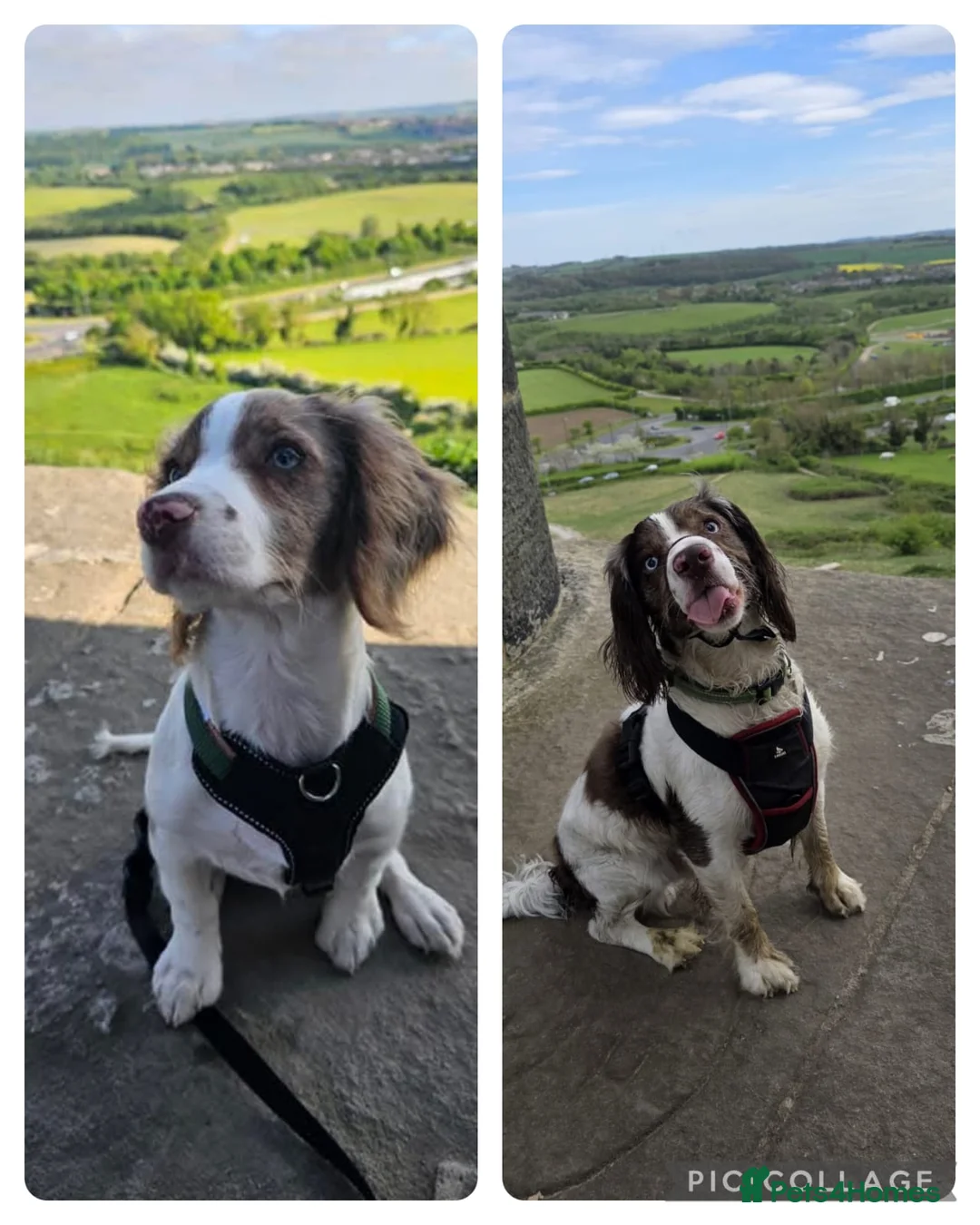 Cocker Spaniel dogs for stud: Cocker spaniel for stud  - Advert 1