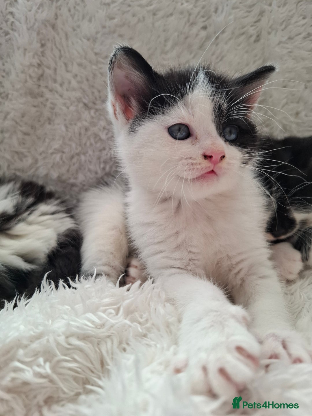 Mixed Breed cats for sale: Tabby/British short hair - Advert 27