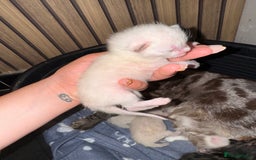 Bengal cats for sale: 4 Beautiful Bengals for sale  - Image 5