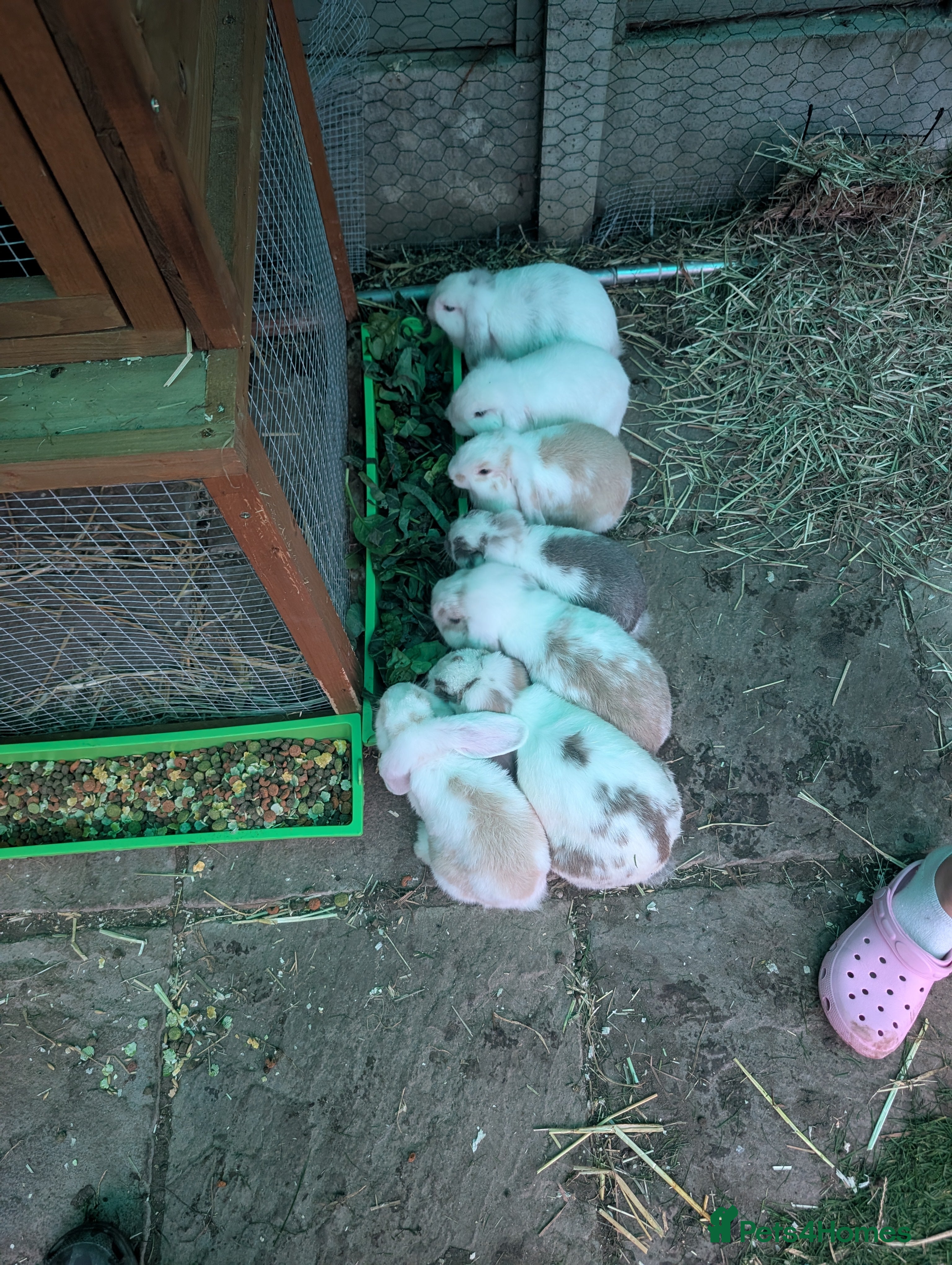 Mini Lop rabbits Mini lop family  - Advert 10