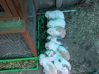 Mini Lop rabbits Mini lop family - Advert 10