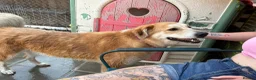 Mixed Breed dogs for adoption: Gertie - Norwich Norfolk  - Advert 6