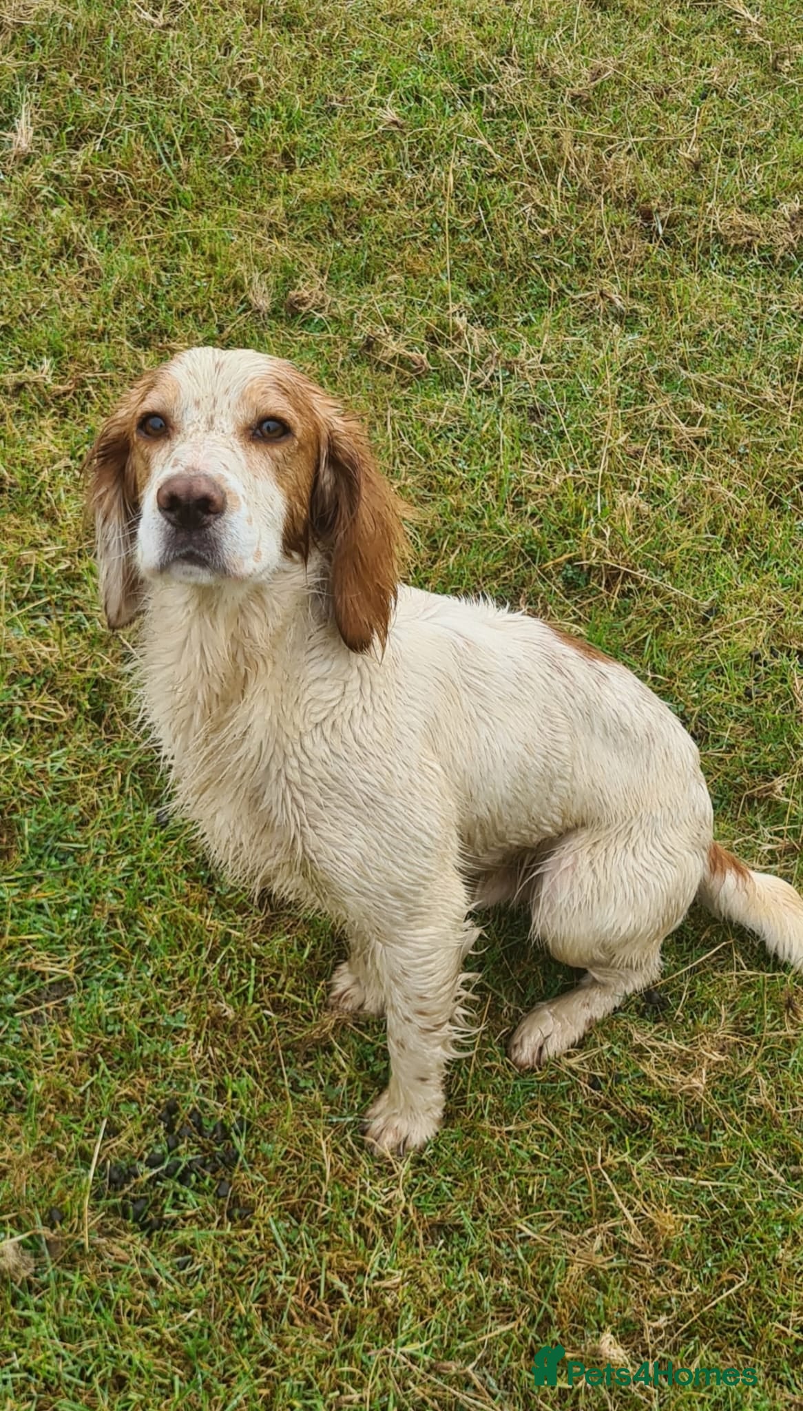 Cocker Spaniel dogs KC Registered Lemon and white cocker spaniel  in Pickering - Advert 1