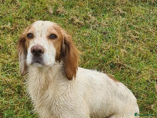 Cocker Spaniel dogs in Pickering - Advert 24