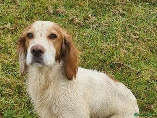 Cocker Spaniel dogs KC Registered Lemon and white cocker spaniel in Pickering - Advert 21