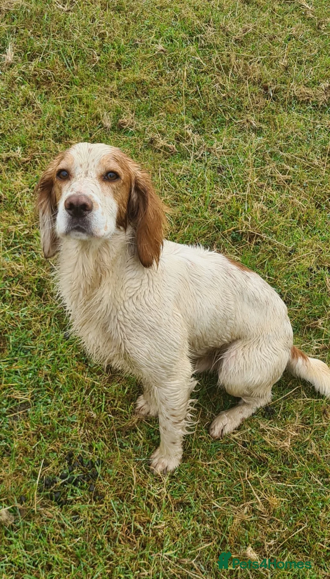 Cocker Spaniel dogs for stud: KC Registered Lemon and white cocker spaniel  in Pickering - Advert 1