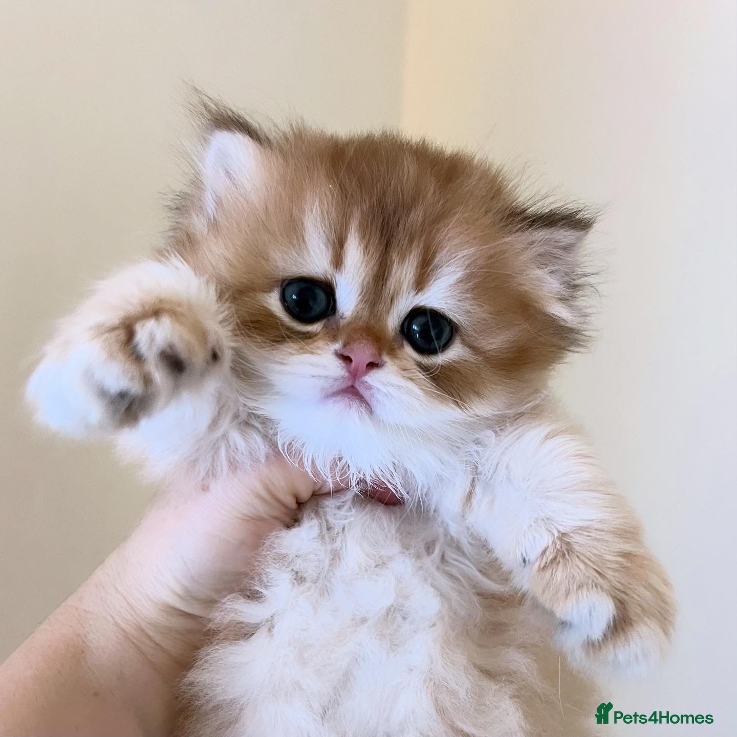 British Longhair cats Gorgeous Golden British Longhair & Shorthair  - Advert 4