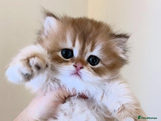 British Longhair cats Gorgeous Golden British Longhair & Shorthair - Advert 4