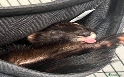 Ferret rodents for sale: Ferret looking for new home - Image 7