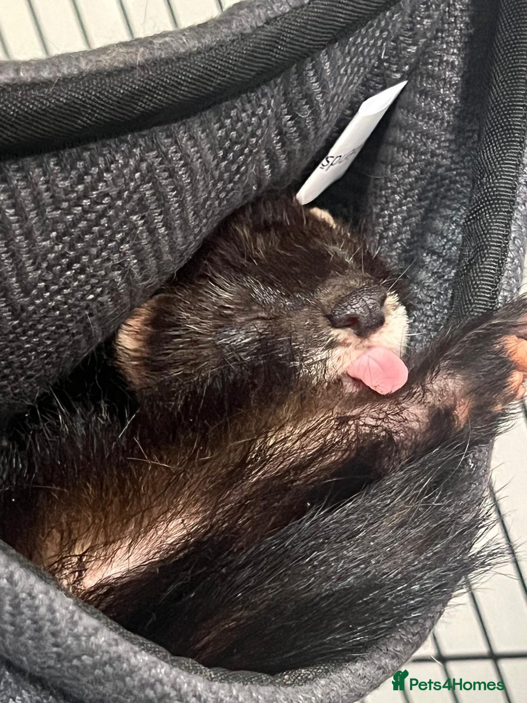 Ferret rodents for sale: Ferret looking for new home - Image 7