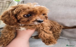 Cavapoo dogs for sale: Cavapoobabiesuk litter has arrived - Image 11