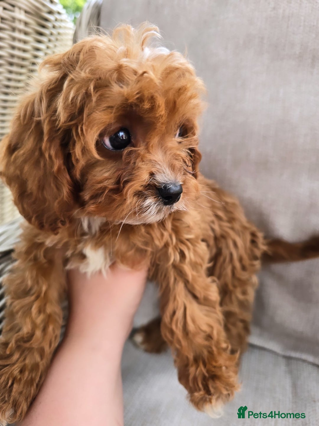 Cavapoo dogs for sale: Cavapoobabiesuk litter has arrived - Image 11