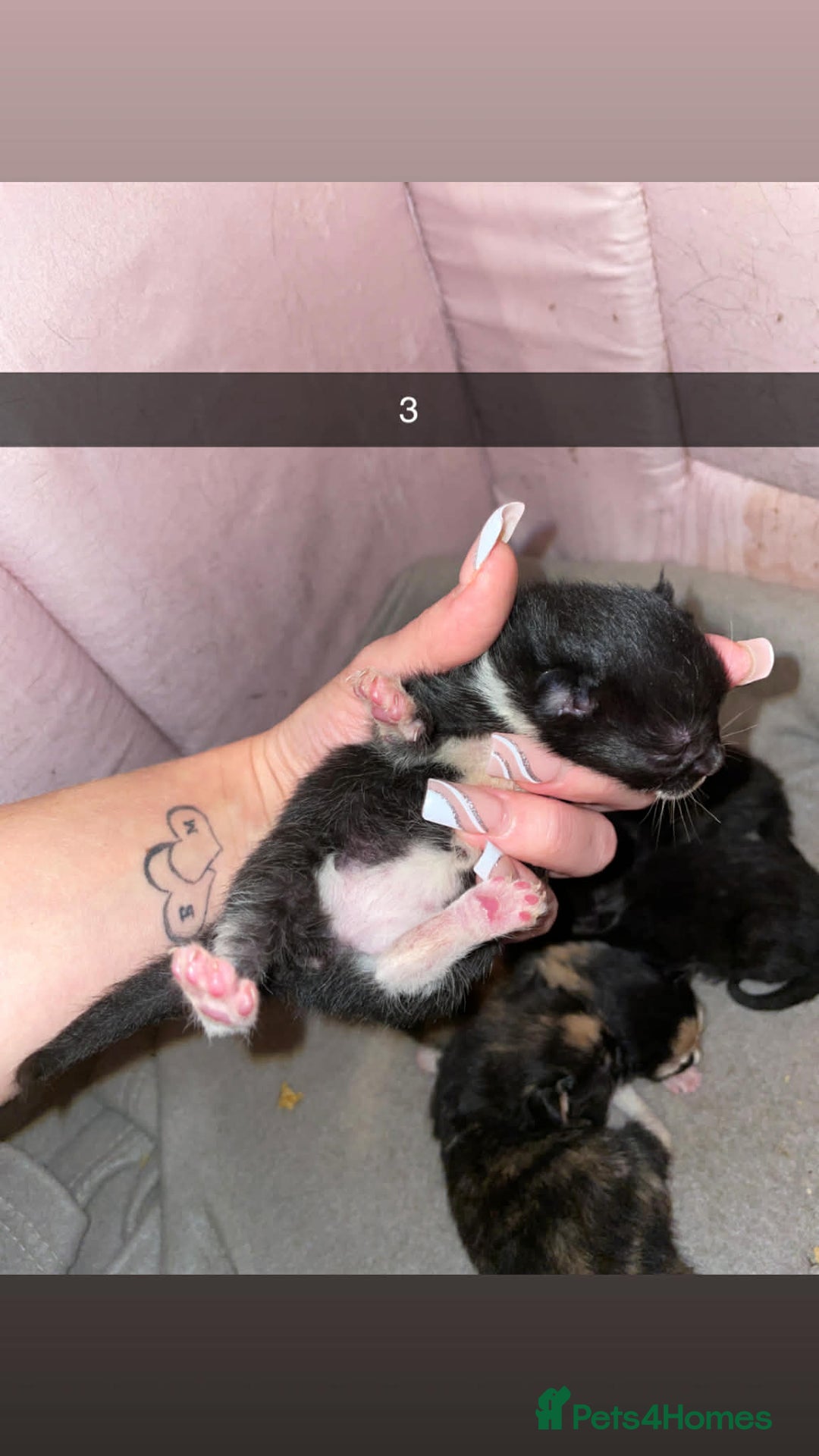 Mixed Breed cats for sale: Beautiful kittens looking for their forever home - Advert 3