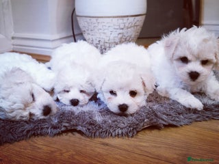 Bichon Frise dogs 🐶 Pure Bichon Frise Puppies 🐶 - Advert 9