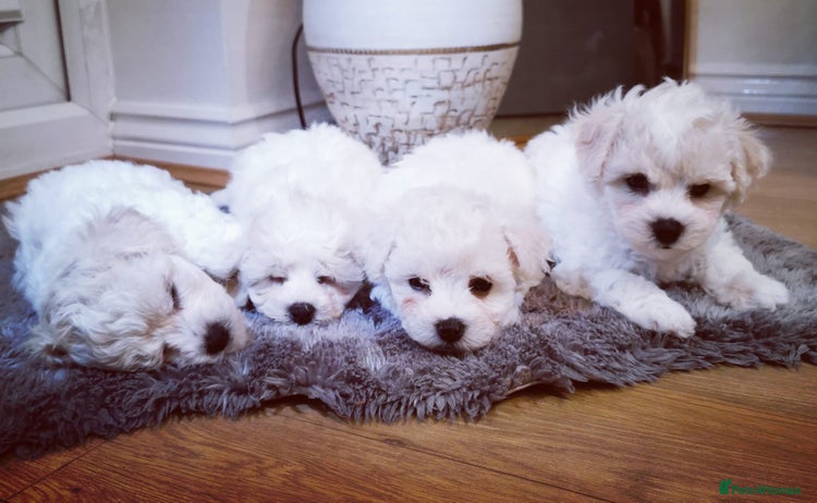 Bichon Frise dogs 🐶 Pure Bichon Frise Puppies 🐶 - Advert 7