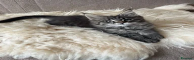 Maine Coon 5