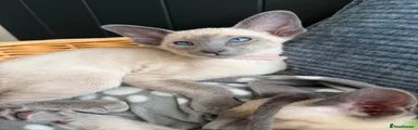 Siamese Kitten 3