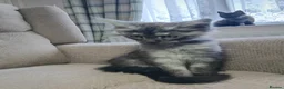 Maine Coon cats for sale: Maincoon kittens in Durham - Advert 9