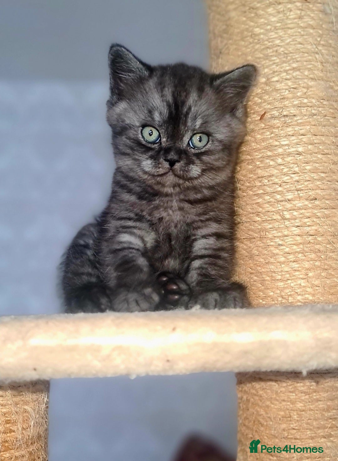 Scottish Fold cats for sale: TICA registered females 😸😽🐱 - Image 5