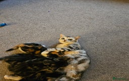 Mixed Breed cats for sale: Chinchilla Persian cross kittens  - Image 7