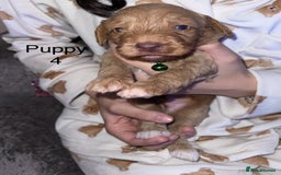 Cockapoo dogs for sale: Adorable 🐶 Cockapoo Pups 🐶 x6 Ready for new home - Advert 9