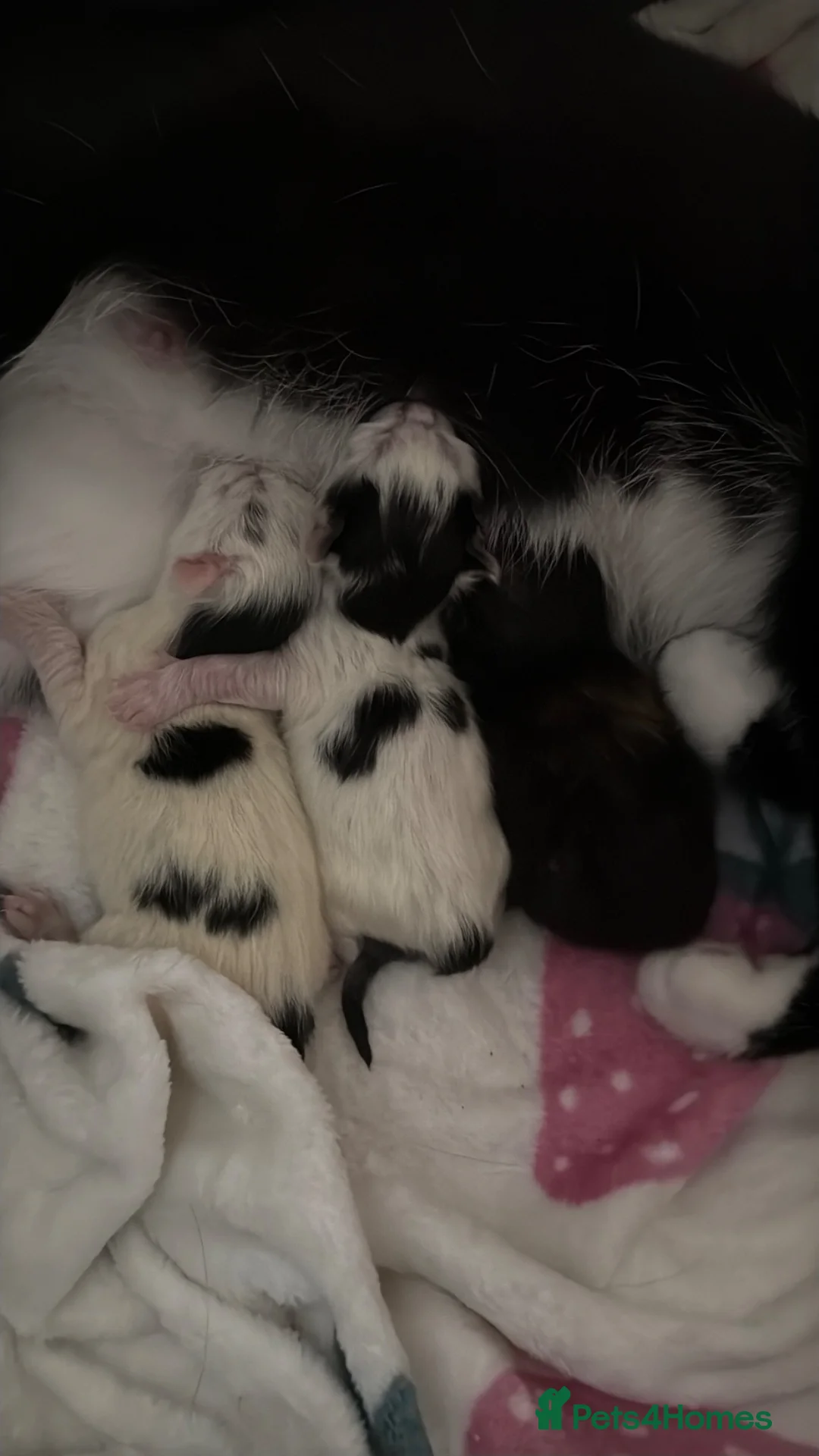 Mixed Breed cats for sale: 3 stunning British shorthair x Turkish van kittens in Rochdale - Advert 2