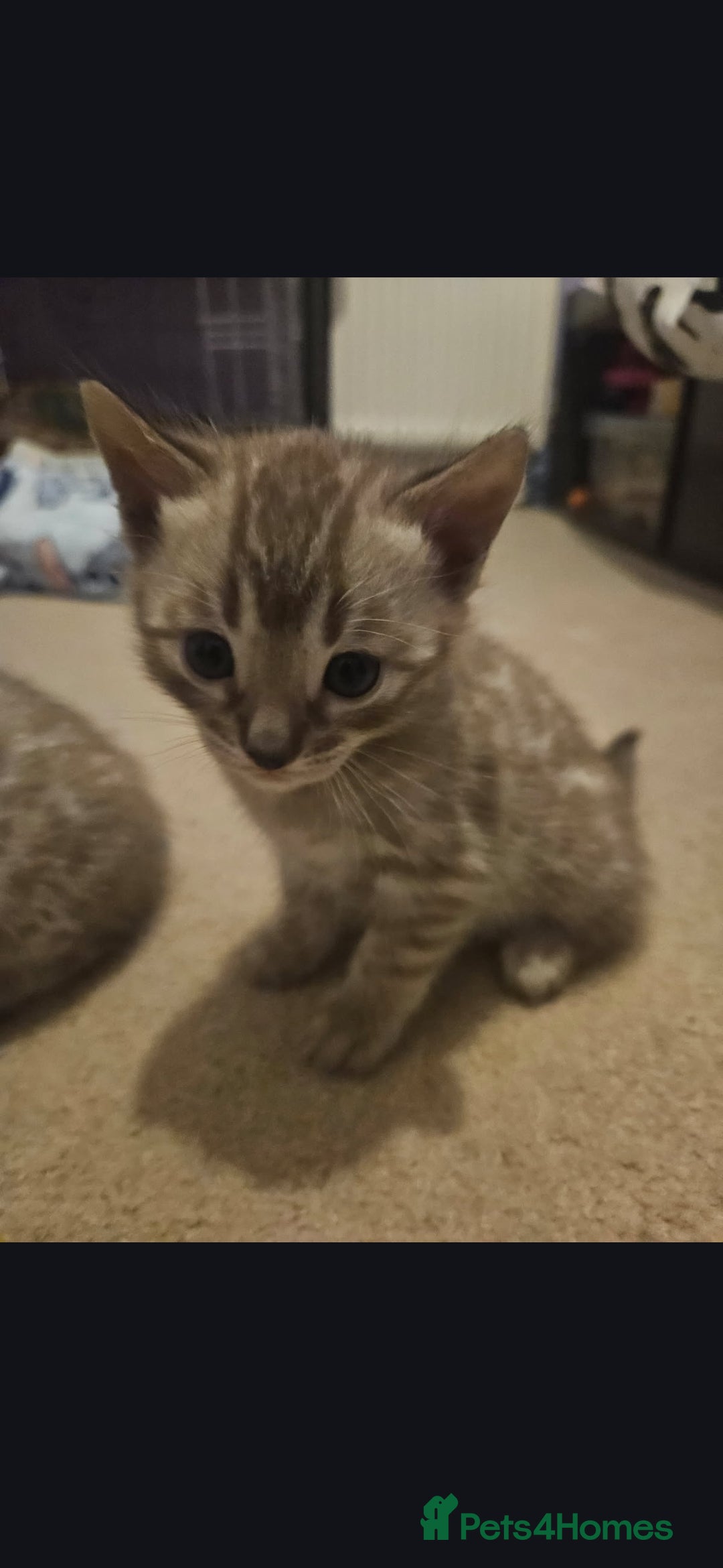 Bengal cats for sale: Bengal kittens - Advert 16