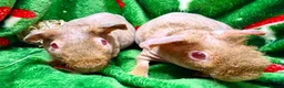 Guinea Pig rodents for sale: Superb Friendly pair of Skinny Pig Boys - Advert 5