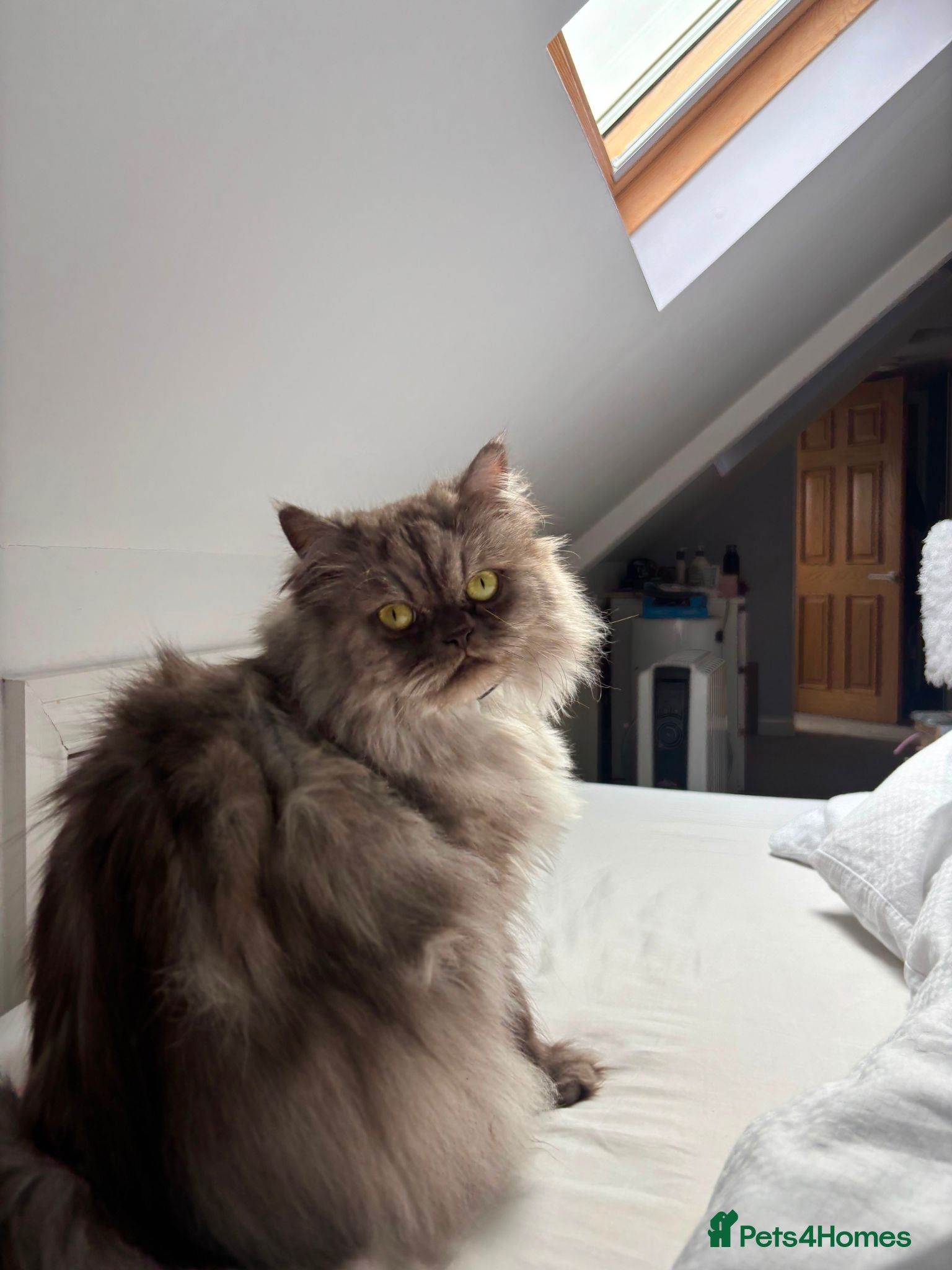 Persian cats Persian chinchilla male cat smokey grey/beige - Advert 1