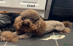 Toy Poodle dogs for sale: PEDIGREE TOY POODLES PRA CLEAR  - Advert 26