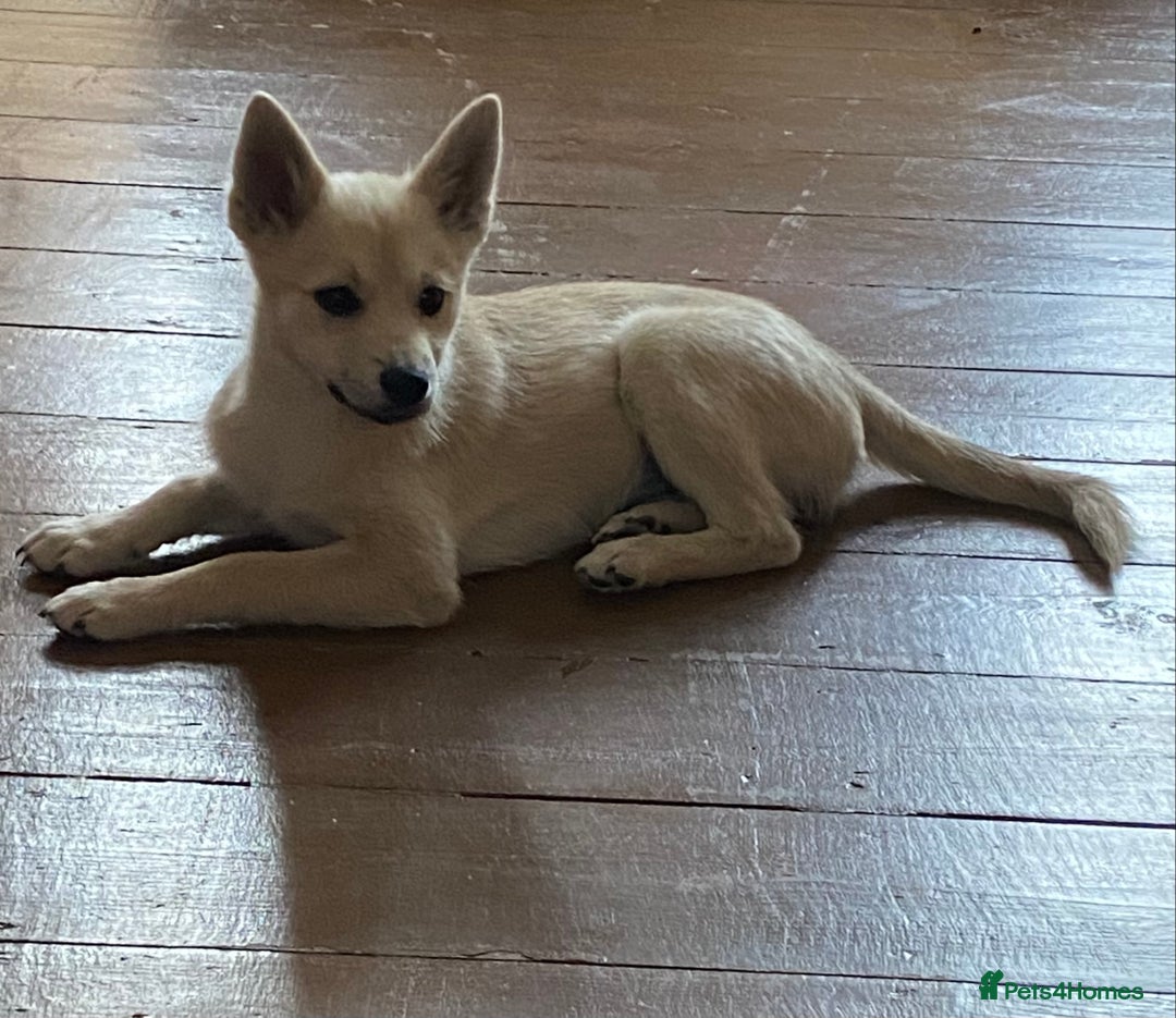Pomsky dogs for sale: 6 month Pomsky puppies - Image 1