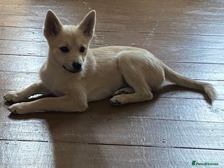 Pomsky dogs - Advert 1