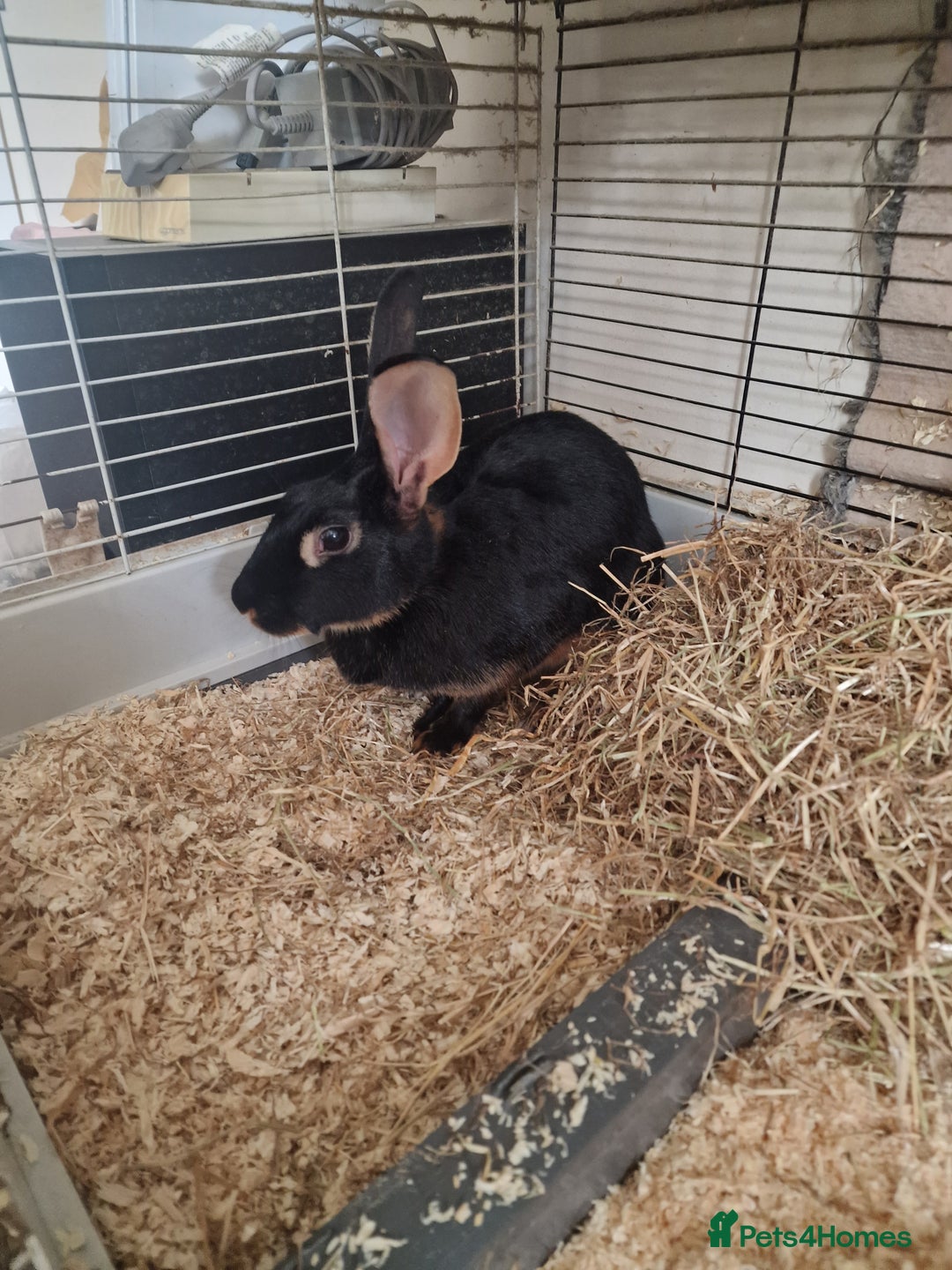 Belgian Hares rabbits for sale: Beautiful Belgian hare needing a new home  - Image 4