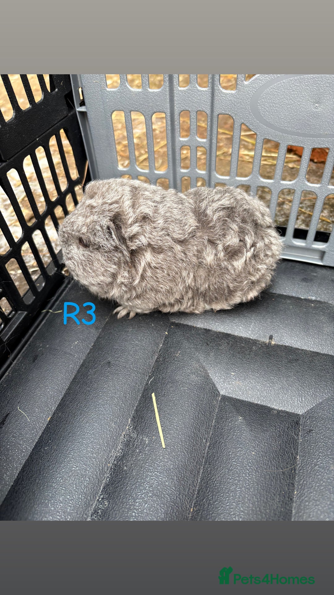 Guinea Pig rodents for sale: Baby Swiss guinea pigs for sale  - Advert 10
