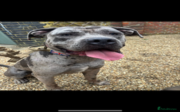 Cane Corso dogs for sale: Zeus Mastiff  - Image 1