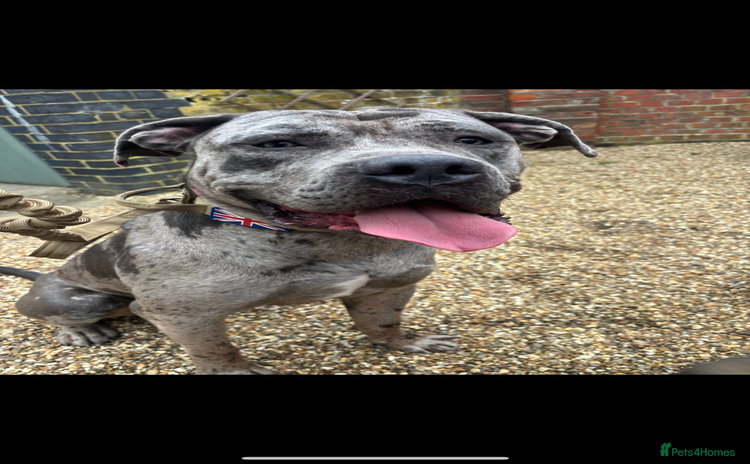 Cane Corso dogs - Advert 1