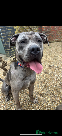 Cane Corso dogs - Advert 12