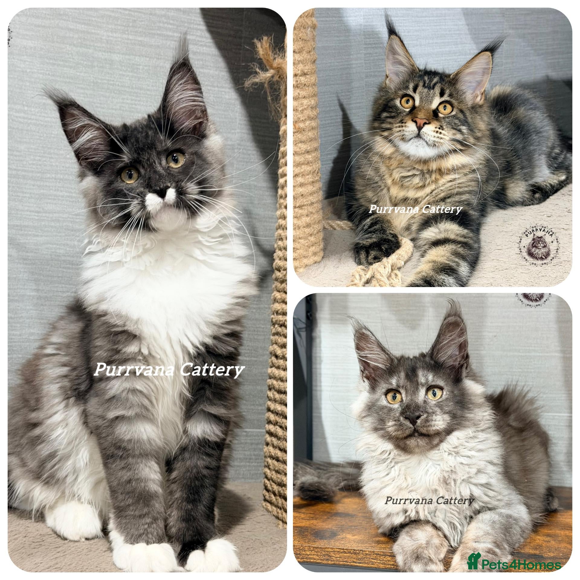 Maine Coon cats TICA registered Maine coon kittens READY NOW - Advert 1