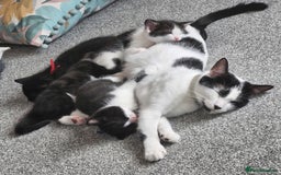 British Shorthair cats for sale: British Shorthair Mix Kittens - Image 21